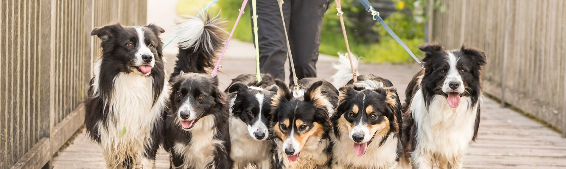 Tier im Recht chiappa & hauser: Anleinpflicht für Hunde